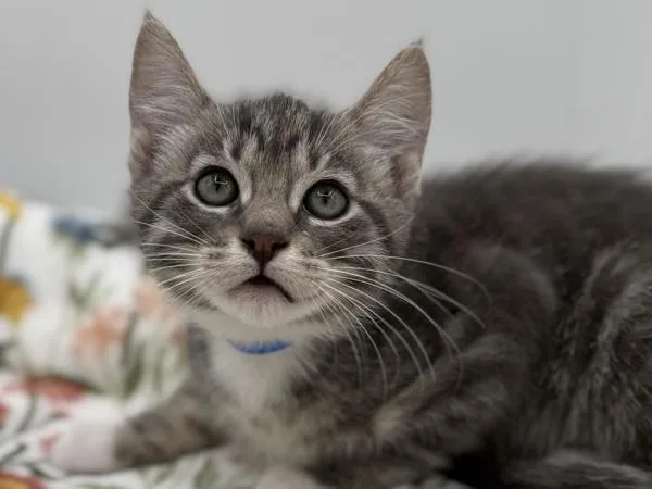 A baby small-sized male Domestic Short Hair cat named Dewey for adoption in Portland, OR