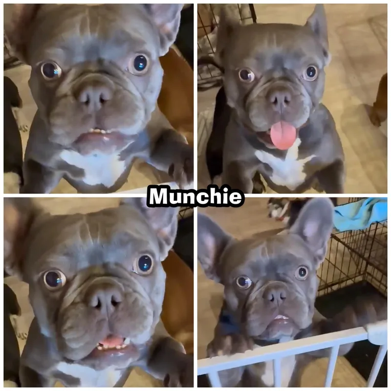 Munchie thumbnail 2