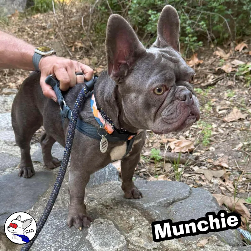 Munchie thumbnail 3
