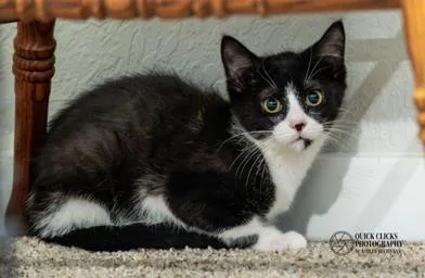 A baby medium-sized male Black & White / Tuxedo Domestic Short Hair cat named Giblet for adoption in Liverpool, TX