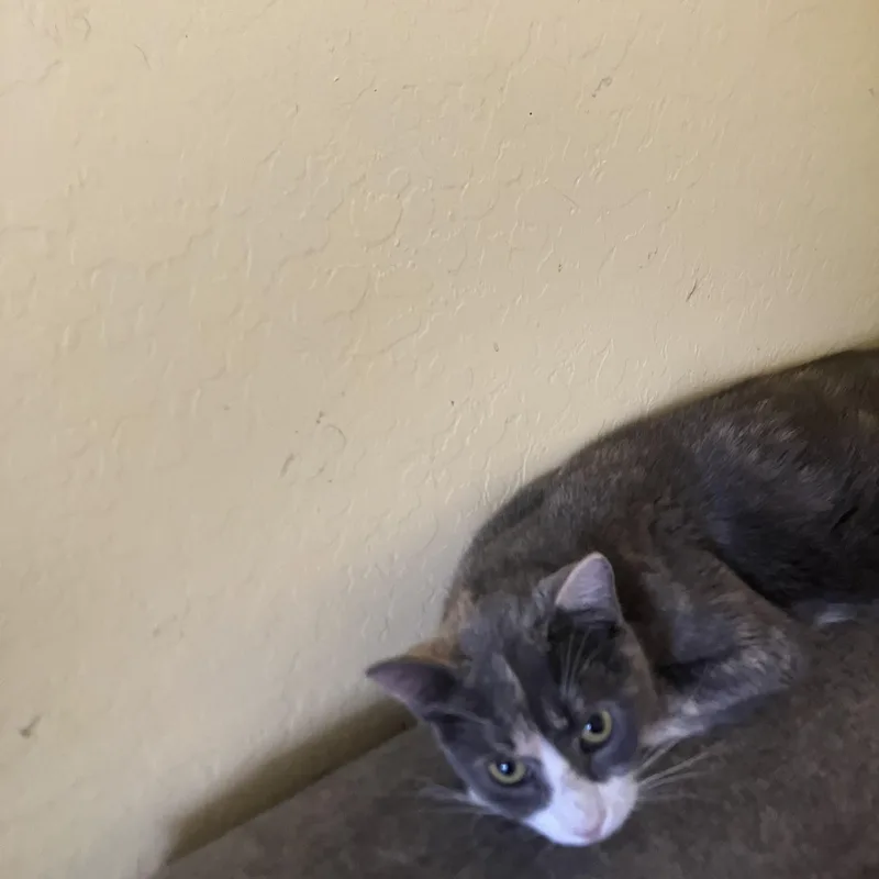 An adult small-sized female Dilute Calico cat named Sage for adoption in El Mirage, AZ
