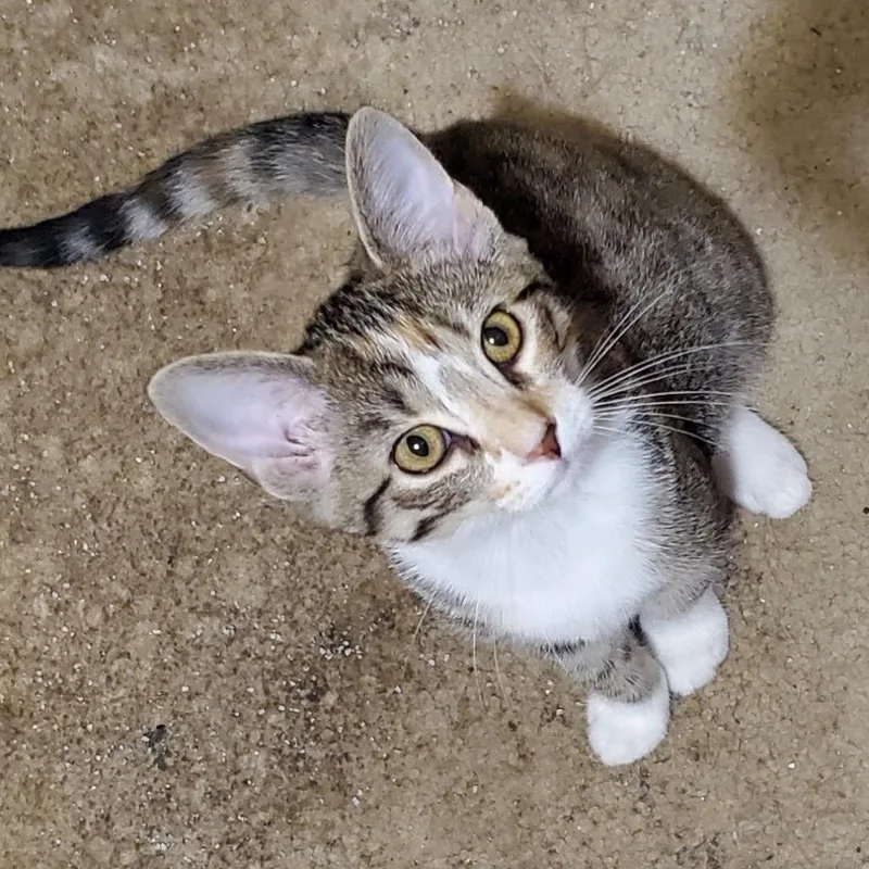A baby medium-sized female Gray & White Domestic Short Hair cat named Sugar Cane for adoption in Columbia, MO