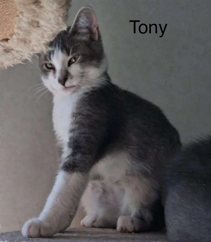 A baby medium-sized male Tabby (Gray / Blue / Silver) Tabby cat named Tony for adoption in Wyandotte, MI
