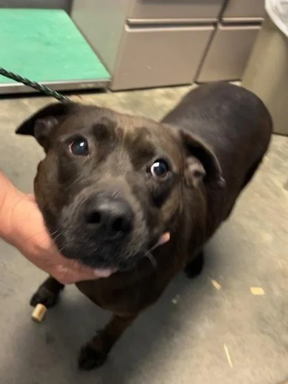 An adult medium-sized female Labrador Retriever dog named Hyacinth for adoption in Seneca, SC