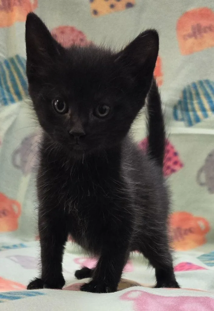 A baby small-sized male Domestic Short Hair cat named Jackfruit for adoption in Murphysboro, IL