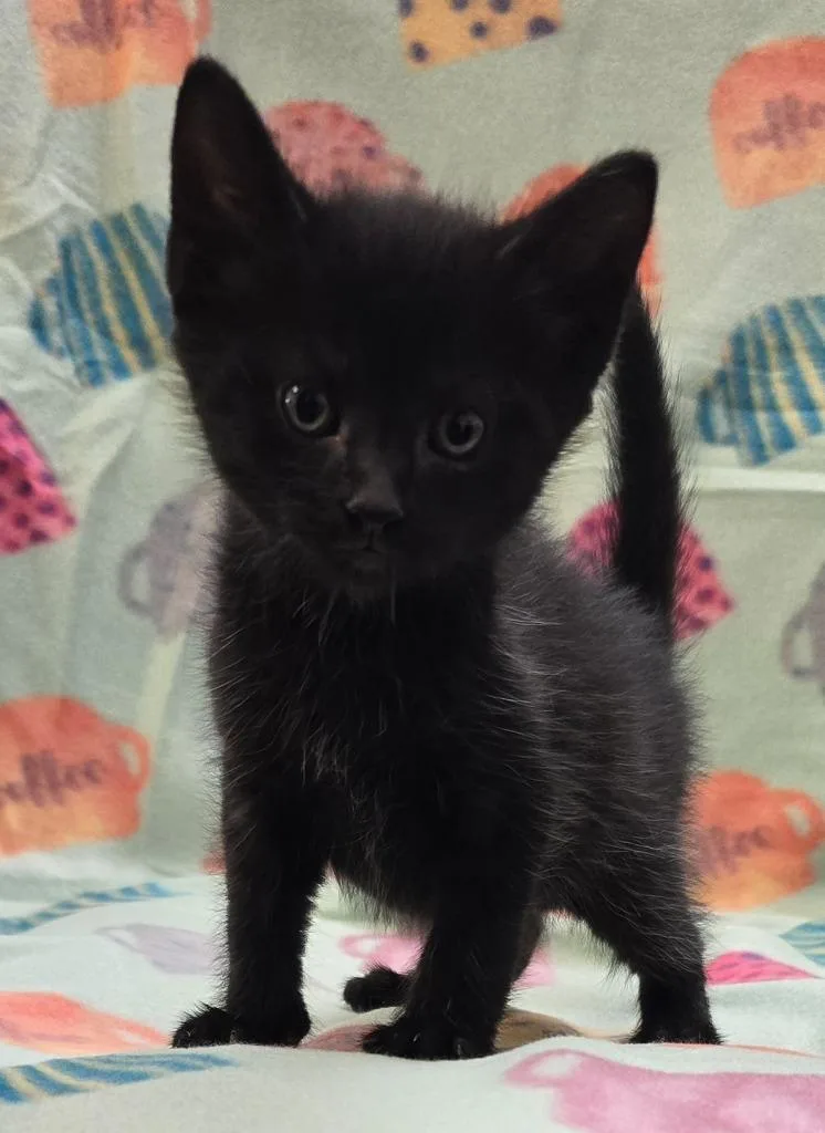 Jackfruit thumbnail 2