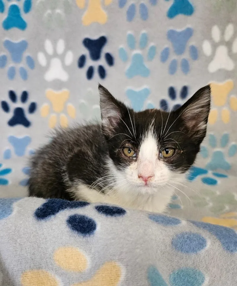 A baby small-sized male Domestic Short Hair cat named Reed for adoption in Wabash, IN