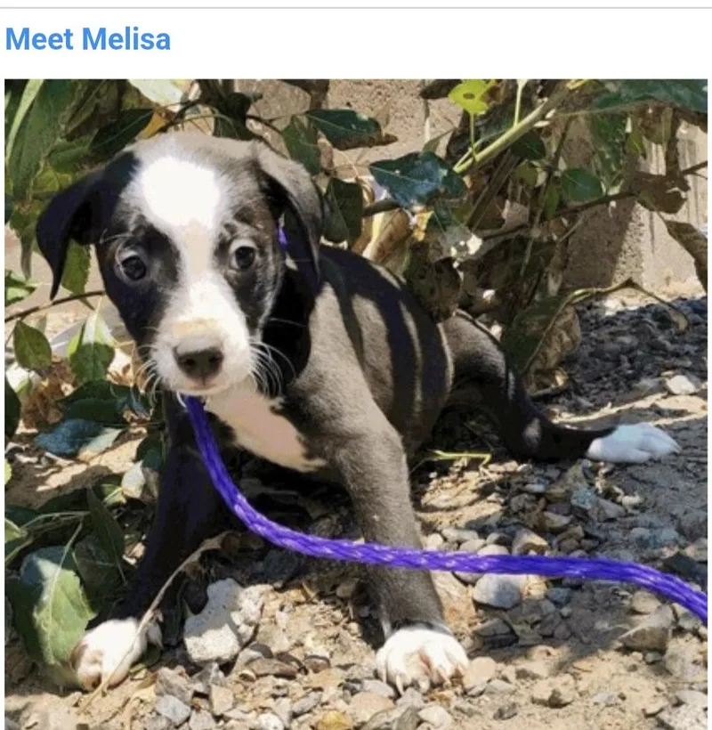 Melisa