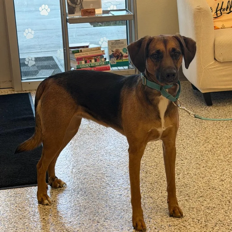An adult medium-sized female Hound dog named Ruby for adoption in Madisonville, TN