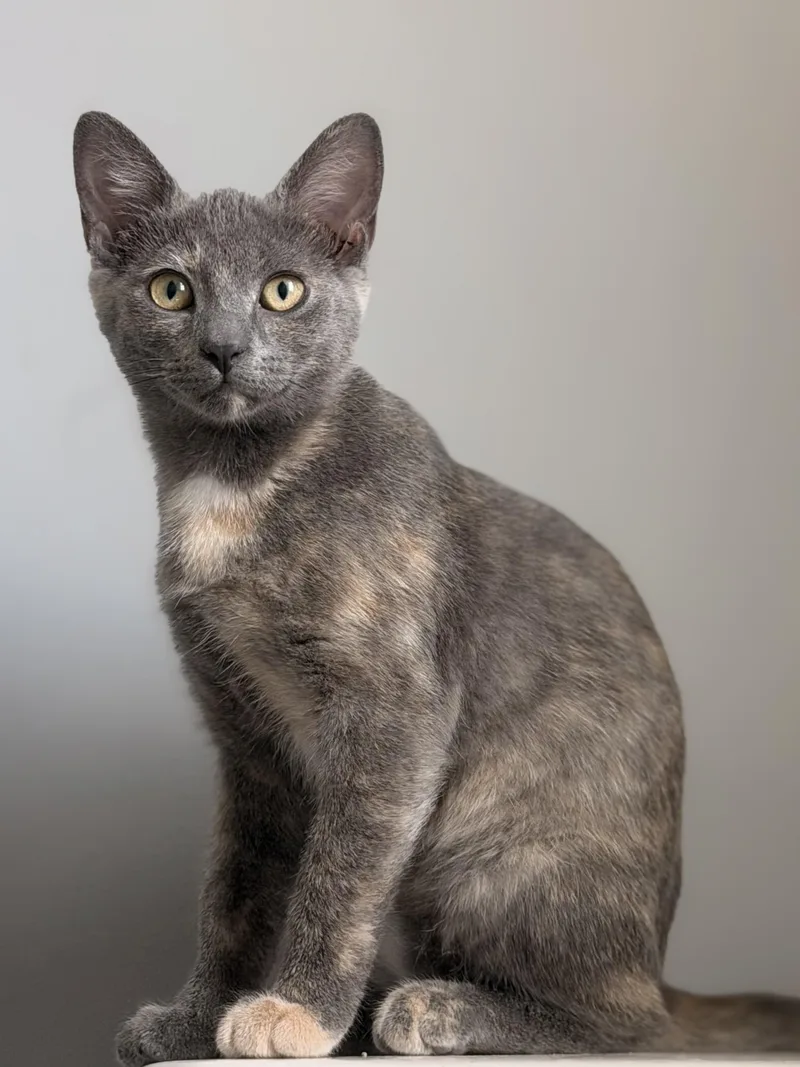 A baby medium-sized female Dilute Tortoiseshell Domestic Short Hair cat named Willow for adoption in Louisville, KY
