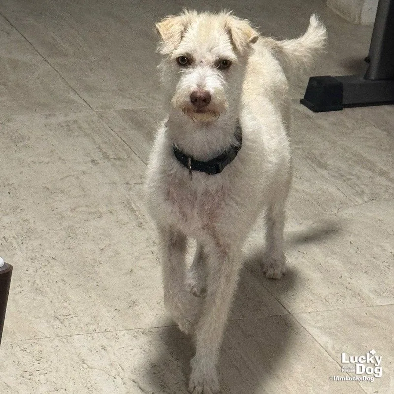 A young small-sized female Schnauzer dog named Tova for adoption in Washington, DC