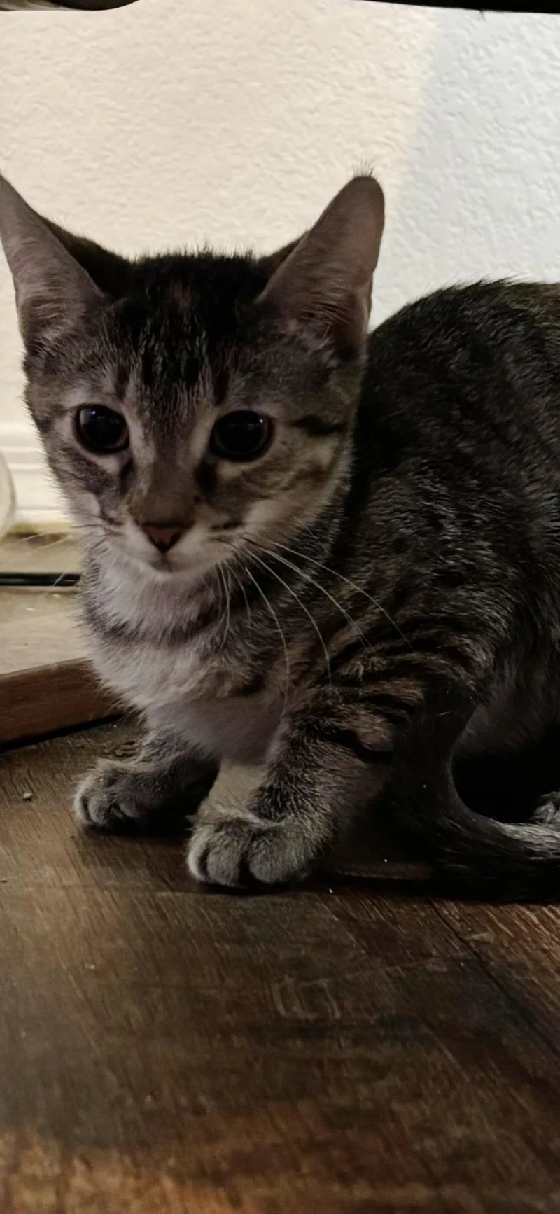 A baby small-sized female Tabby (Gray / Blue / Silver) Tabby cat named Mia for adoption in Gilbert, AZ