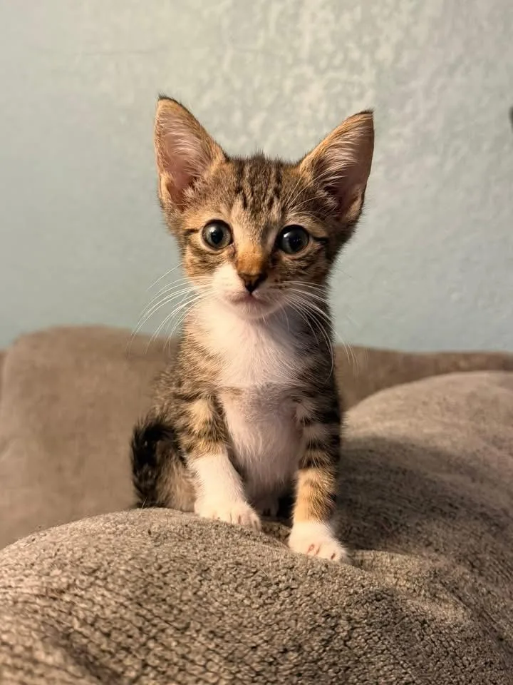 A baby medium-sized male Domestic Short Hair cat named Onyx for adoption in Tampa, FL