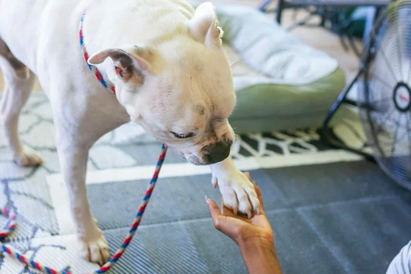 An adult medium-sized male White / Cream Boxer dog named Trooper for adoption in Foley, AL