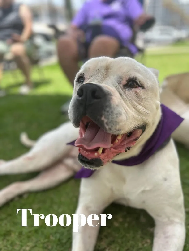 Trooper thumbnail 4