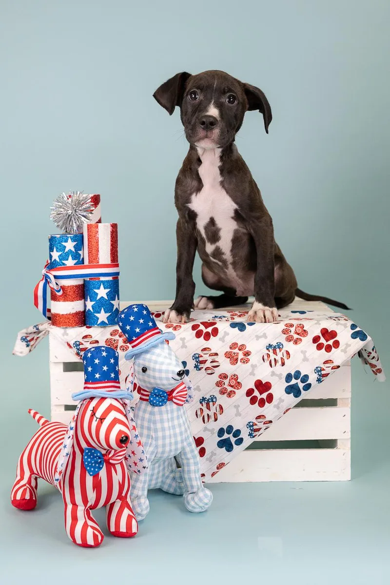 A baby medium-sized male Pit Bull Terrier dog named 539-26 for adoption in Brighton, CO