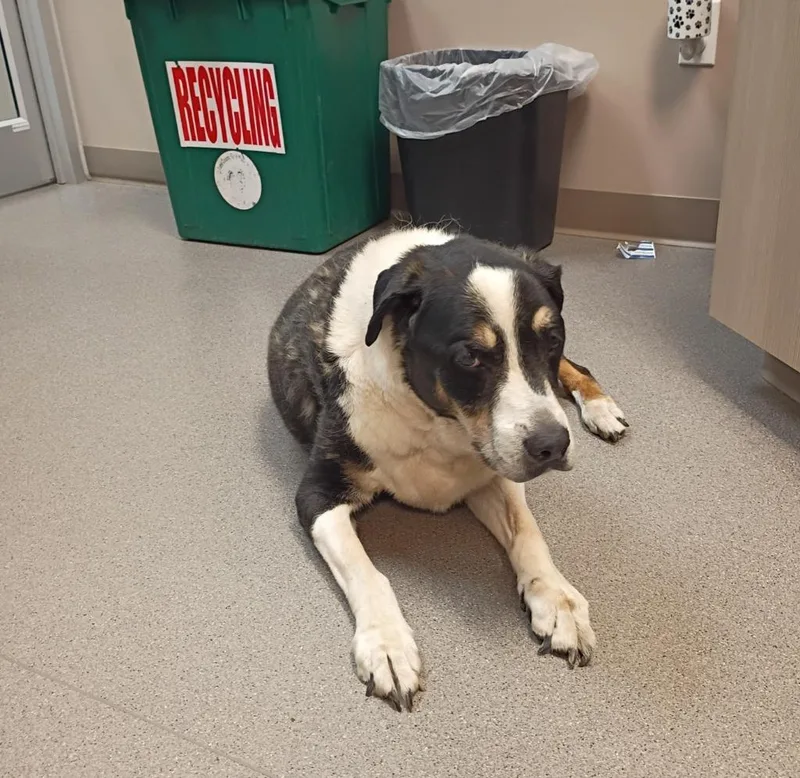 A senior medium-sized male Australian Shepherd dog named Bingo for adoption in La Porte, IN