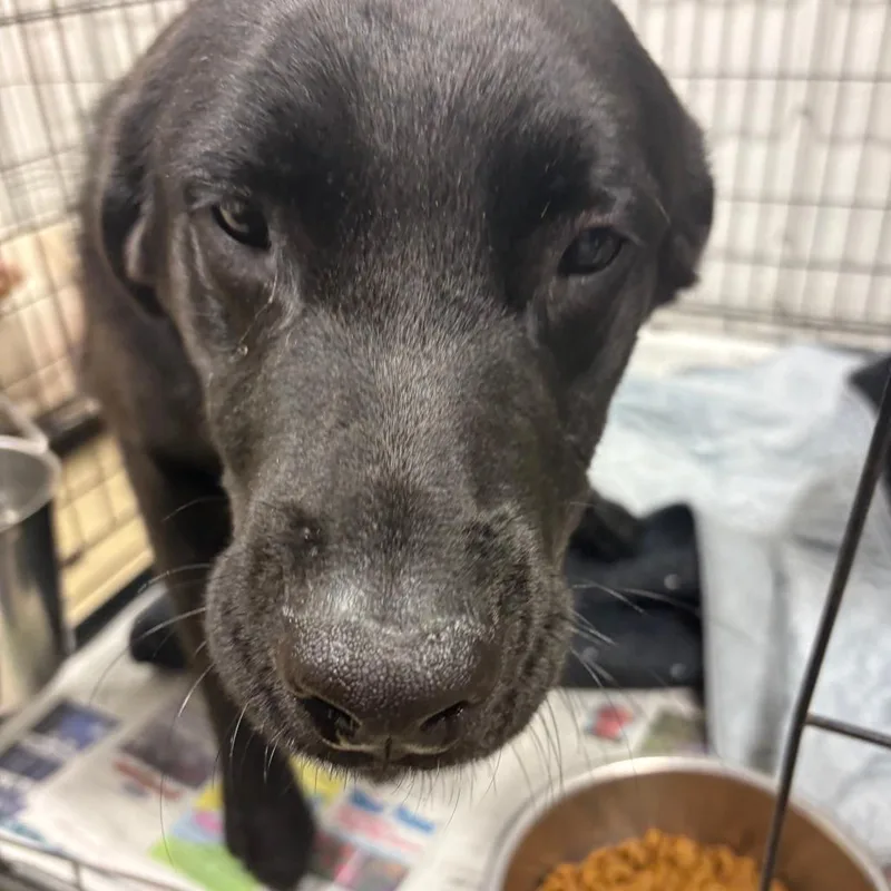 An adult medium-sized male Black Mixed Breed dog named Orion for adoption in West Point, MS
