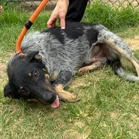An adult medium-sized male Black Bluetick Coonhound dog named Ranger for adoption in Cumberland, RI