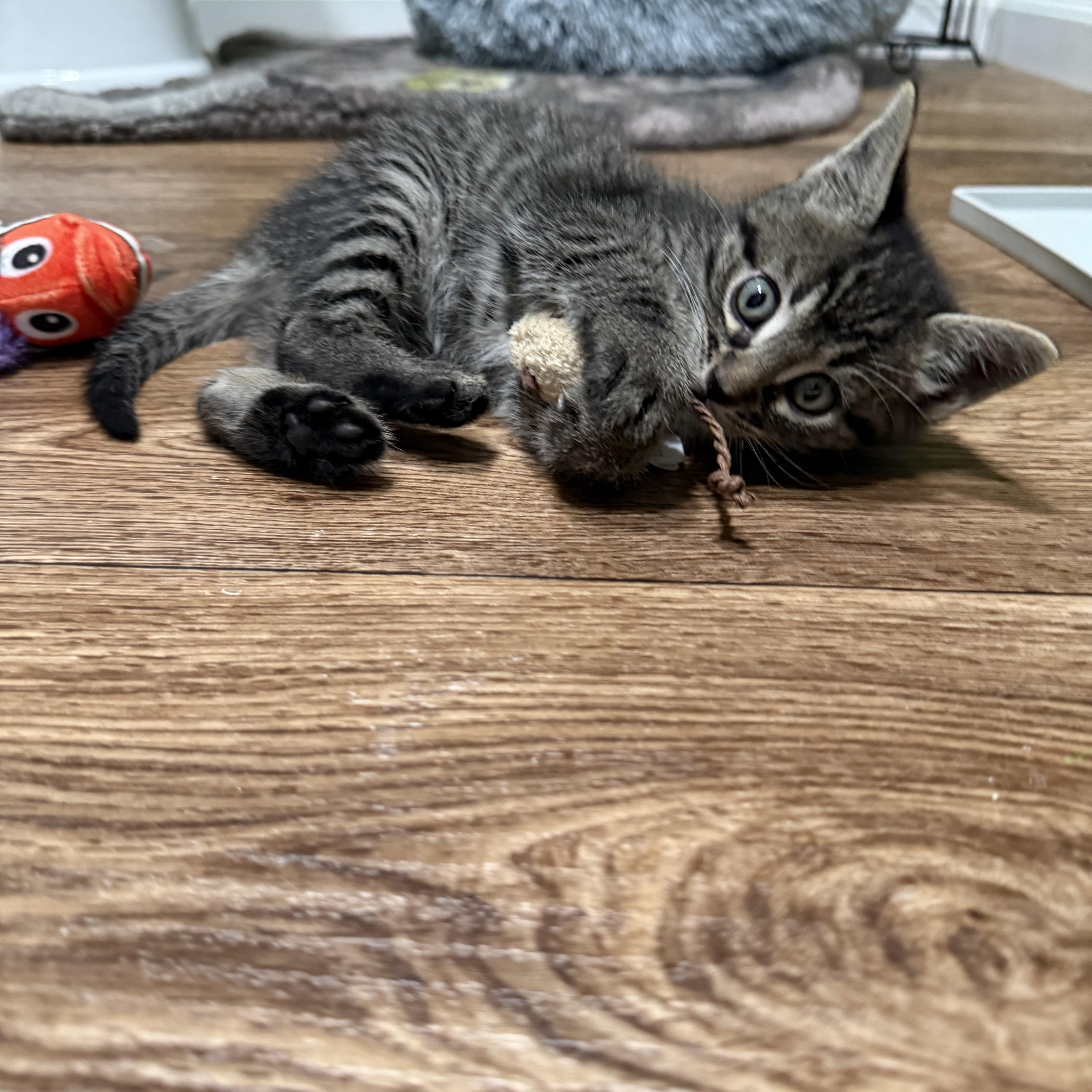 A baby medium-sized male Domestic Short Hair cat named Homer for adoption in Brighton, IL