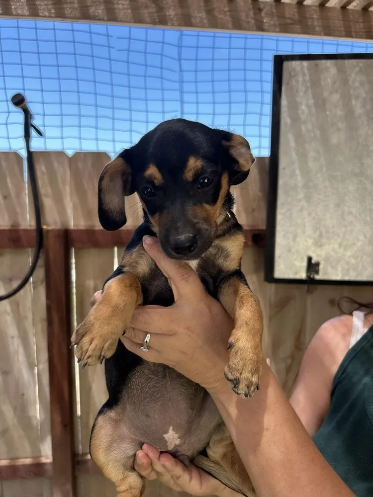 A baby medium-sized female Brown / Chocolate Terrier dog named Rosé for adoption in San Diego, CA
