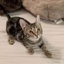 A young small-sized female Black Domestic Short Hair cat named Raggedy Ann for adoption in Santa Fe, TX