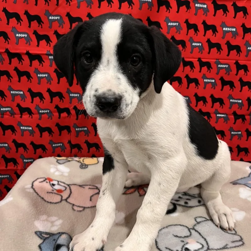 A baby medium-sized male Pit Bull Terrier dog named Levi for adoption in Washburn, MO
