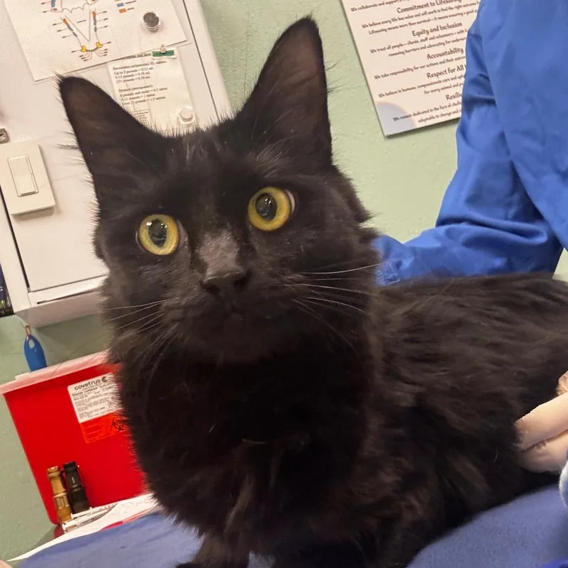 A young medium-sized female Black Domestic Medium Hair cat named Stray  A for adoption in Keizer, OR