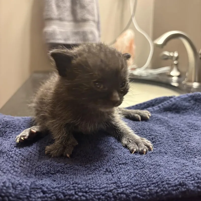 A baby small-sized male Black Domestic Short Hair cat named Drax the Destroyer for adoption in Chaska, MN