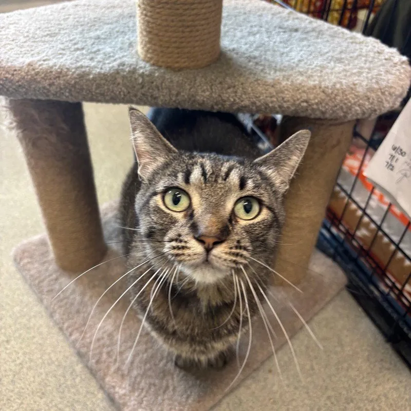 An adult medium-sized female Domestic Short Hair cat named Stitch for adoption in New Castle, DE