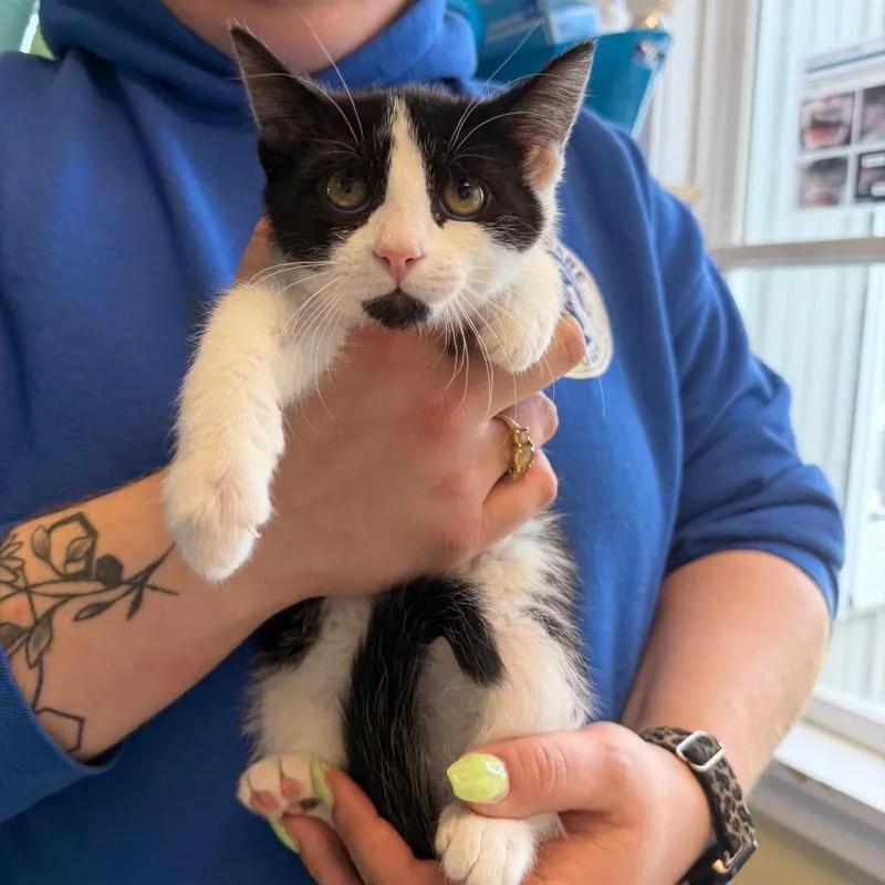 A baby small-sized female Black Domestic Short Hair cat named Pear Of Thieves for adoption in East Smithfield , PA