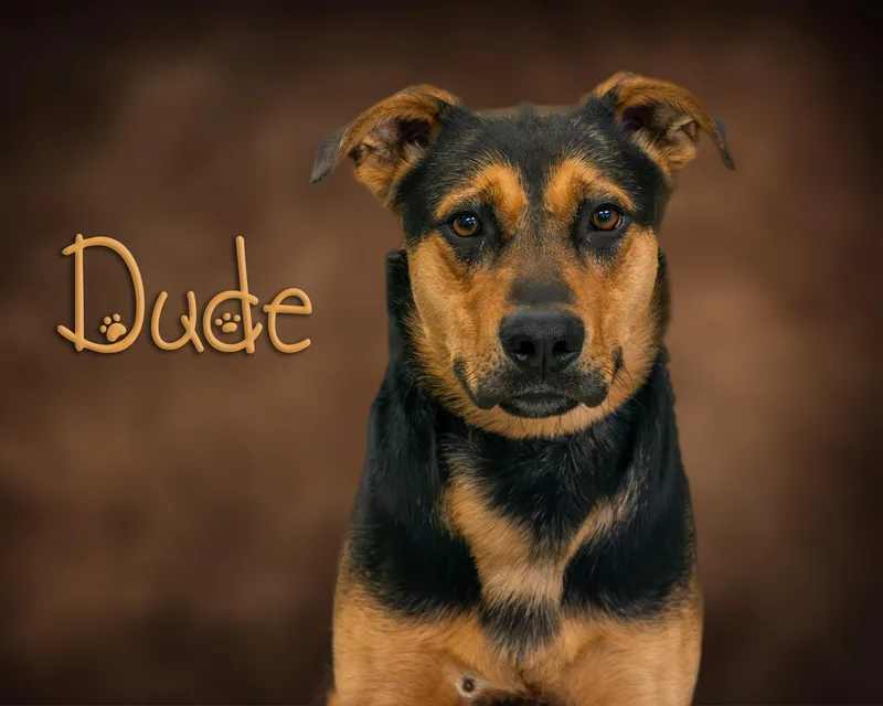 An adult medium-sized male Black Shepherd dog named Dude for adoption in Somerset, PA