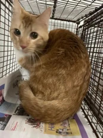 A young large-sized female Domestic Short Hair cat named Skylark for adoption in Chatsworth, CA