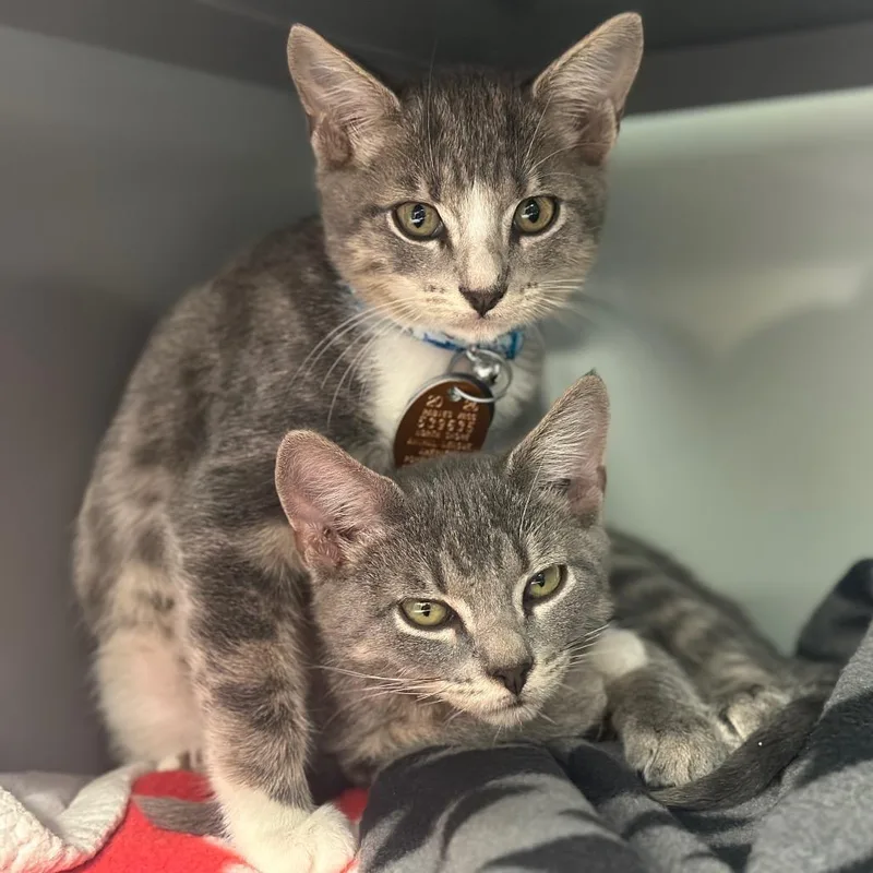 A baby small-sized male Gray / Blue / Silver Domestic Short Hair cat named NCR Barton for adoption in Port Washington, NY
