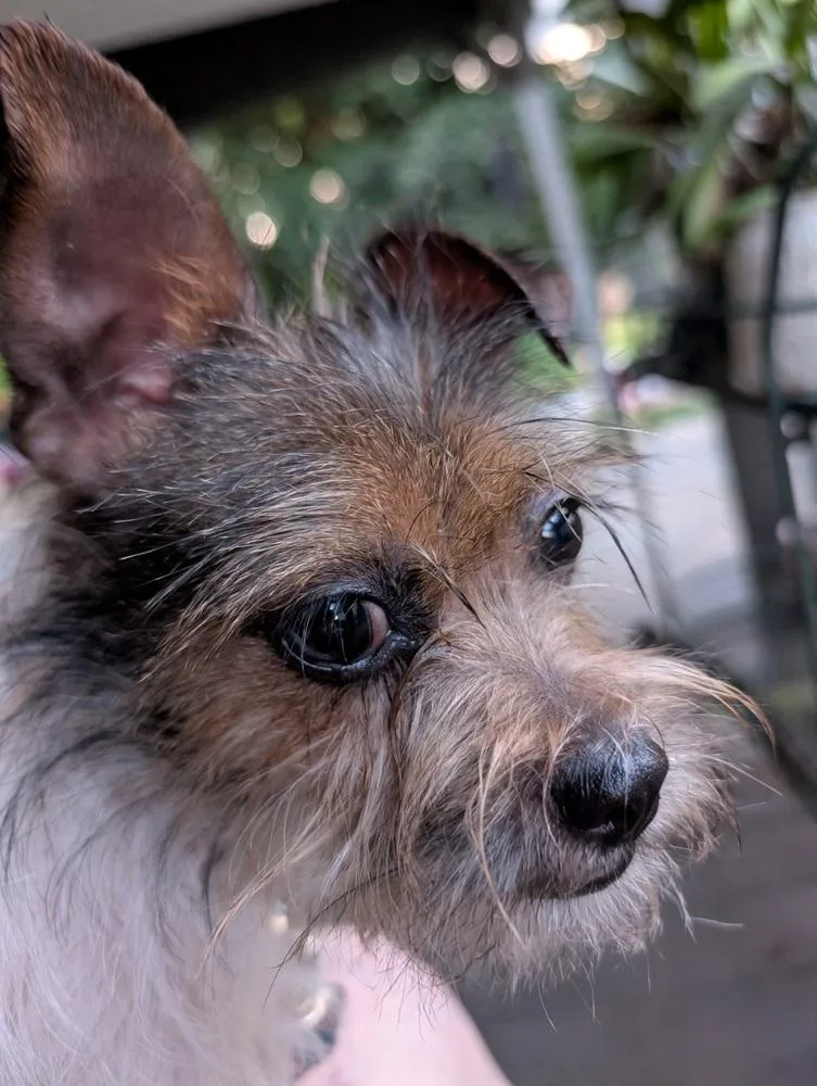 A young small-sized female Terrier dog named Luna for adoption in Amherst, NY