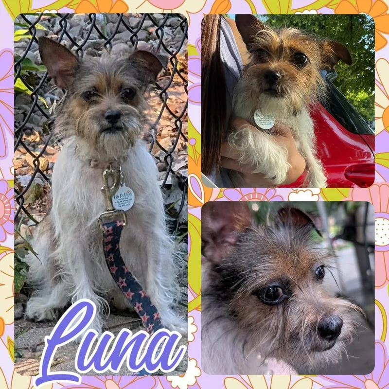 Luna thumbnail 2