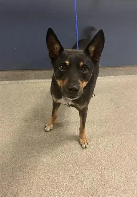 An adult medium-sized male Terrier dog named Nate for adoption in Miami, FL