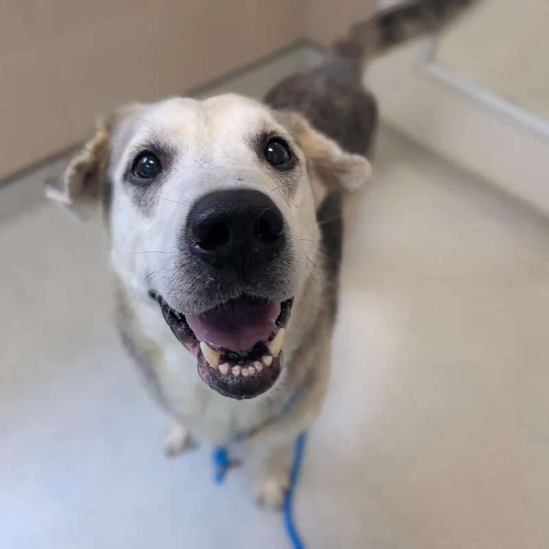 An adult large-sized male Mixed Breed dog named Walter for adoption in Fenton, MI