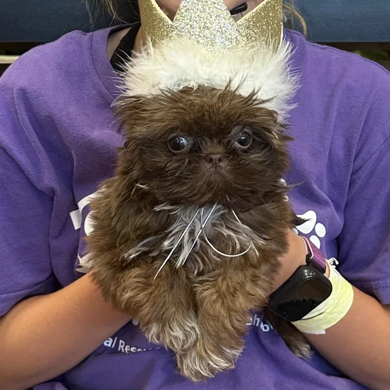 A baby small-sized male Brown / Chocolate Shih Tzu dog named Chocolate ShihTzu for adoption in Dallas, TX