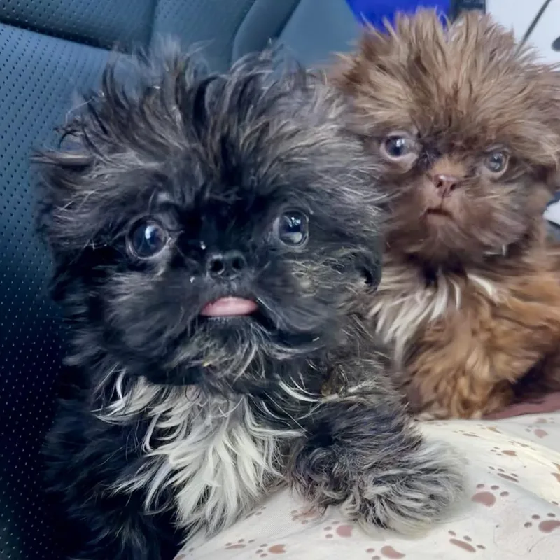 Chocolate ShihTzu thumbnail 2