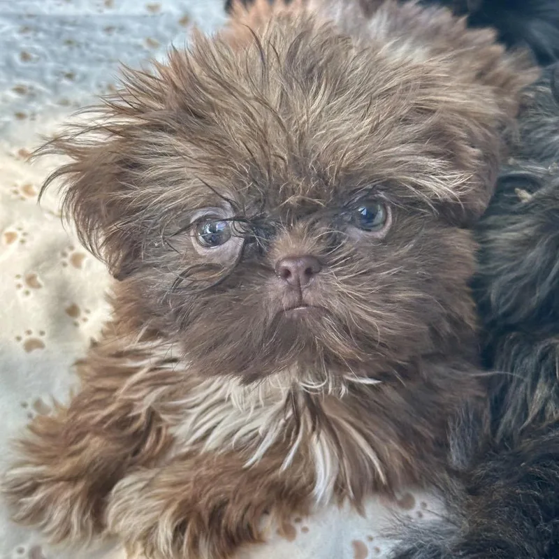 Chocolate ShihTzu thumbnail 3