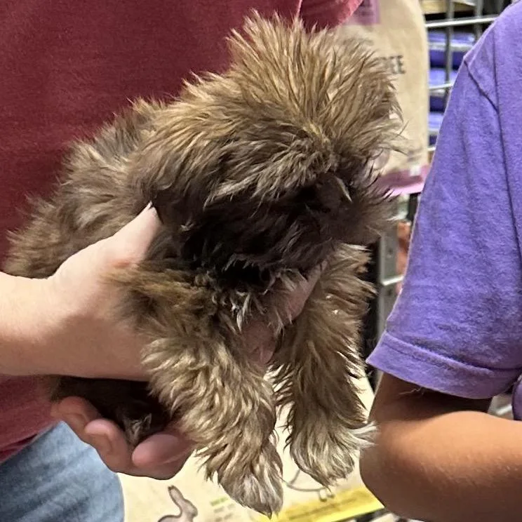 Chocolate ShihTzu thumbnail 5