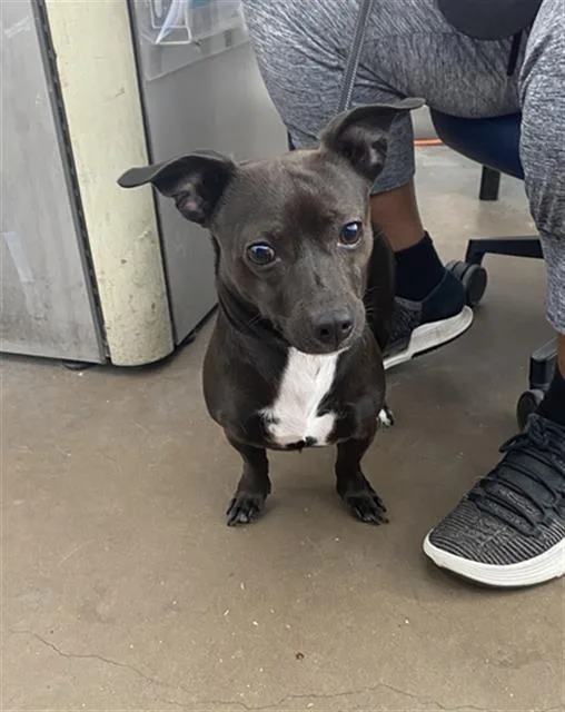 An adult medium-sized male Mixed Breed dog named King Thomas for adoption in Dallas, TX