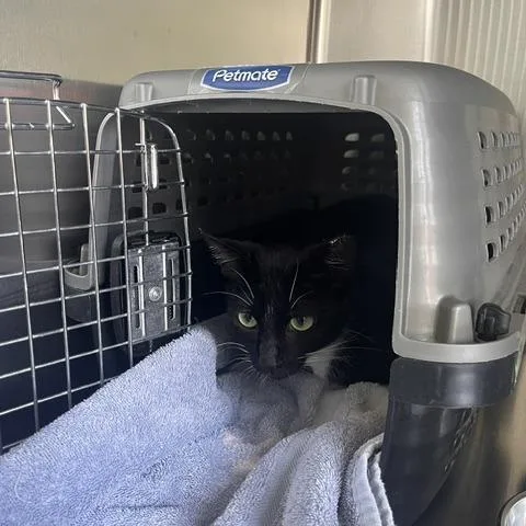 An adult medium-sized female Black Domestic Short Hair cat named Phoenix for adoption in Skokie, IL
