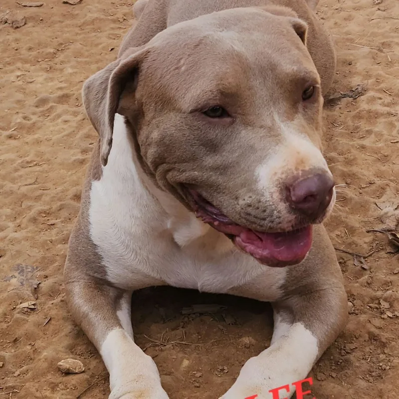 Harper Lee thumbnail 5