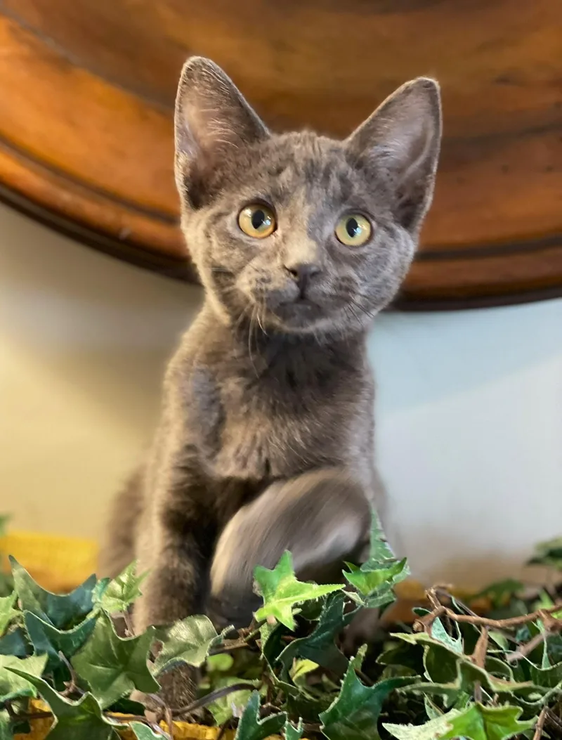 A baby medium-sized female Gray / Blue / Silver Domestic Short Hair cat named Sasha for adoption in Taylor, MI