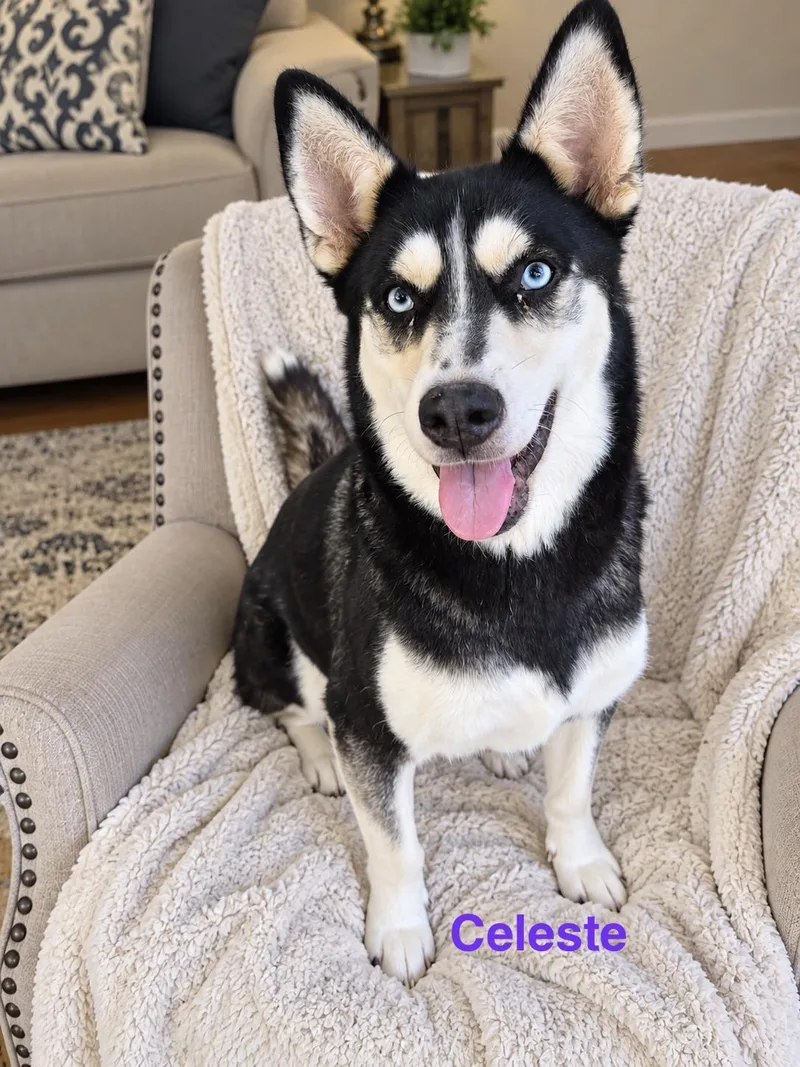 An adult medium-sized female White / Cream Siberian Husky dog named Celeste for adoption in Tomball, TX