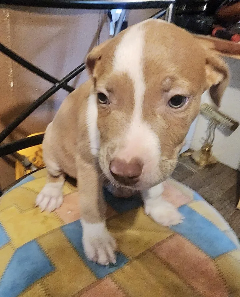 A baby medium-sized male American Staffordshire Terrier dog named Toby for adoption in Manchester, CT