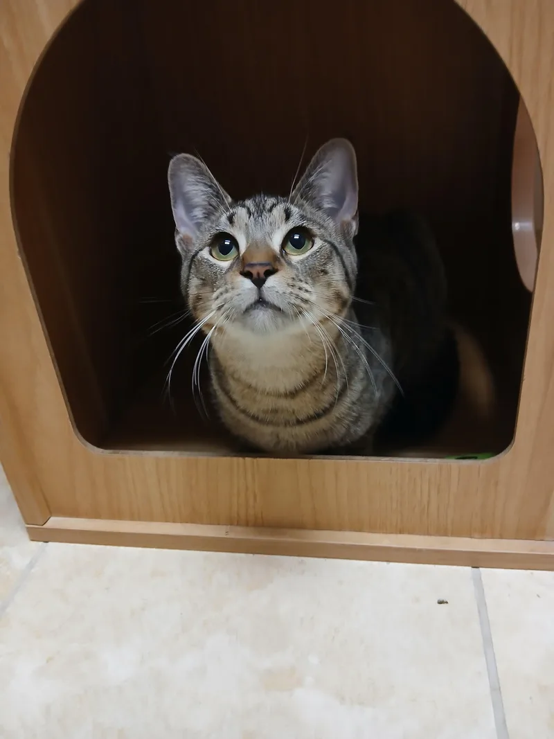 A baby small-sized female Tabby (Brown / Chocolate) Domestic Short Hair cat named Sakura for adoption in The Colony, TX