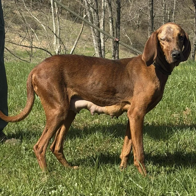An adult medium-sized female Red / Chestnut / Orange Redbone Coonhound dog named Lovey for adoption in Washington, DC